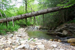 Tree across creek